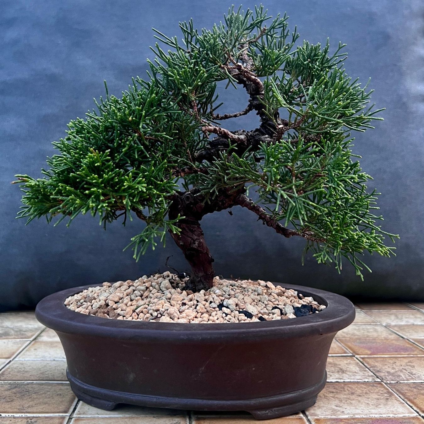 Plantes & graines: Juniper ‘Itoigawa’ Bonsai – D'occasion à Genève par dan_tt69