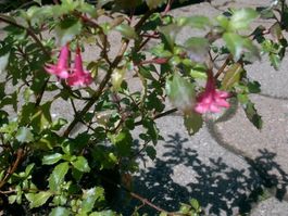 kleinblättrige Fuchsie (Fuchsia microphylla)!