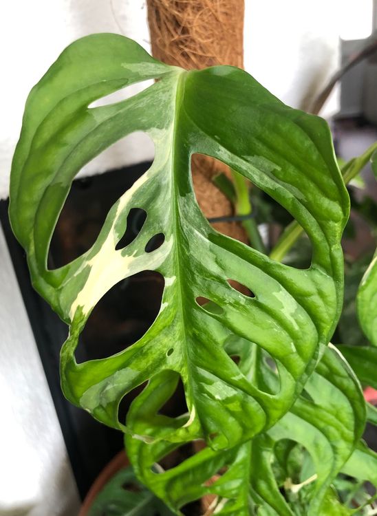 Monstera Adansonii Variegata steckling Pflanzen Blumen Kaufen auf Ricardo