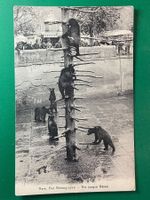 Bern - der Bärengraben - Die jungen Bären