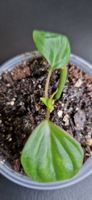 Philodendron Micans Pink Variegata Bewurzelte Babypflanze 