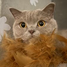Profile image of Orijana24