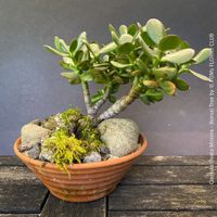 CRASSULA OVATA MINIMA - Geldbaum Bonsai im Tontopf