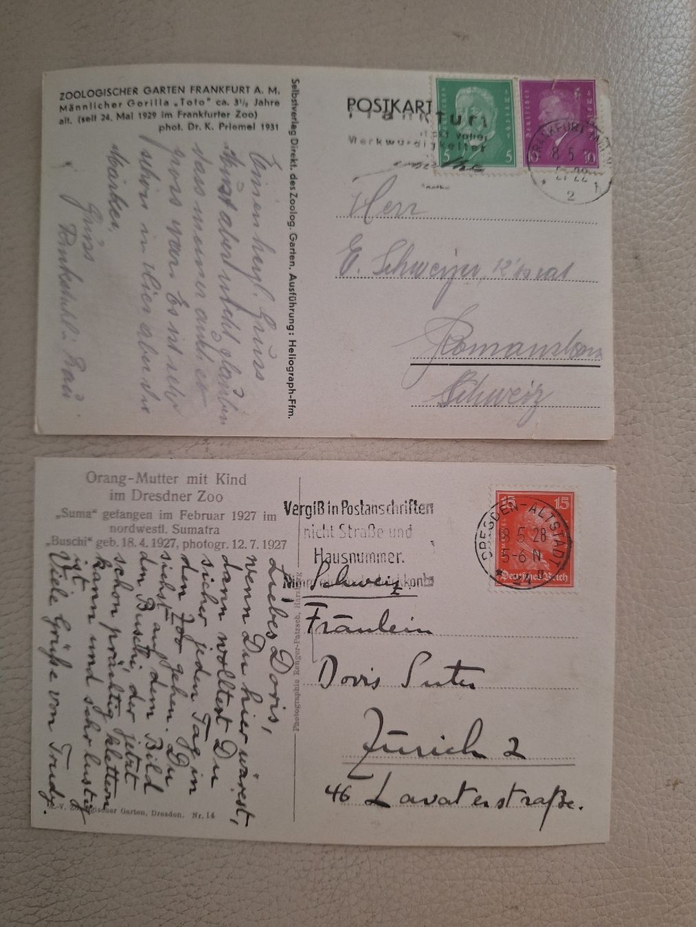 Cartoline postali: 2 Zoo-Ansichtskarten Menschenaffen 1927 / 1931 – Usato da zumikon venduto da lotegrandote 3