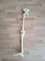 Knochen /Anatomisches Beinmodell Kunststoff naturgetreu gebr