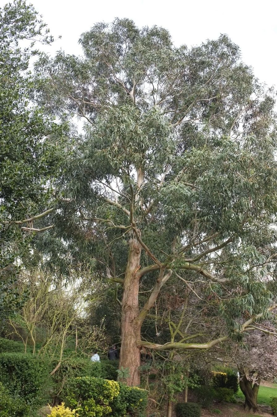 Piante & sementi: Eucalyptus Globulus  15-20cm – Nuovo (secondo la descrizione) da Bremblens venduto da FIBONACCI369 1