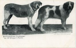 Mürren  BE -  Bernhardinerhunde - Zuchtpaar des Chr. Staeger
