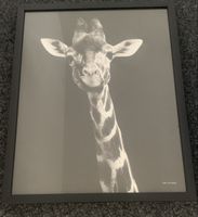Bild Giraffe