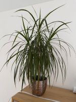 Drachenbaum (Dracaena marginata) ca. 80cm inkl. Übertopf