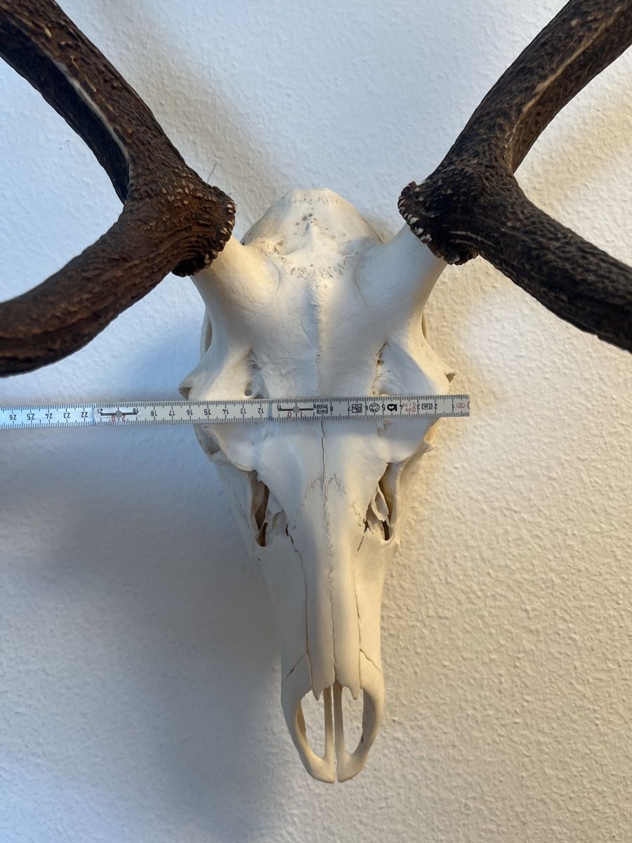 Il mondo degli animali: Sehr schönes Hirschgeweih – Nuovo (secondo la descrizione) da Zürich venduto da Ramoon5 2