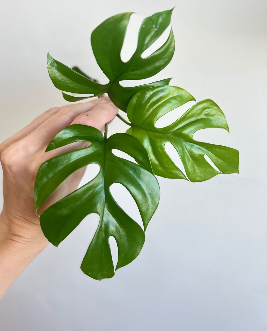 Piante & sementi: Monstera minima Kopfsteckling😍 – Usato da Glattpark(Opfikon) venduto da ste_n99y 1