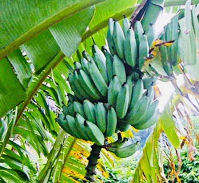 Piante & sementi: 5 SAMEN ECHTE BANANEN PALME – Nuovo e nell'imballaggio originale da Rovio venduto da POSITIFFARTandPLANTS