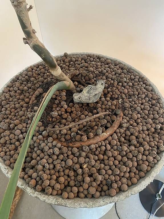 Piante & sementi: Monstera XXL – Usato da Zürich venduto da dudeli83 1