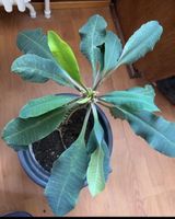 Topfpflanze Euphorbia geradlinig ca. 30cm hoch