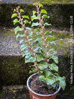 Hedera Helix Erecta - architektonischer Efeu