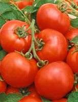 Ab 5.- fr 10 Samen Tomate "LYCOTOM" Mittelgroß, pflegeleicht