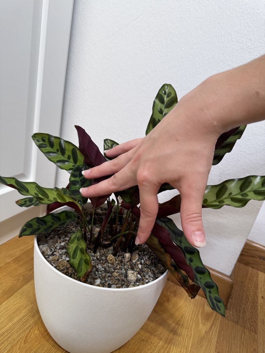 Piante & sementi: 🌱 Calathea lancifolia – Usato da Niederbuchsiten venduto da GreenGems 3
