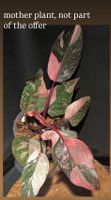 🩷 PHILODENDRON PINK PRINCESS GALAXY MARBLE WET CUTTING 🩷