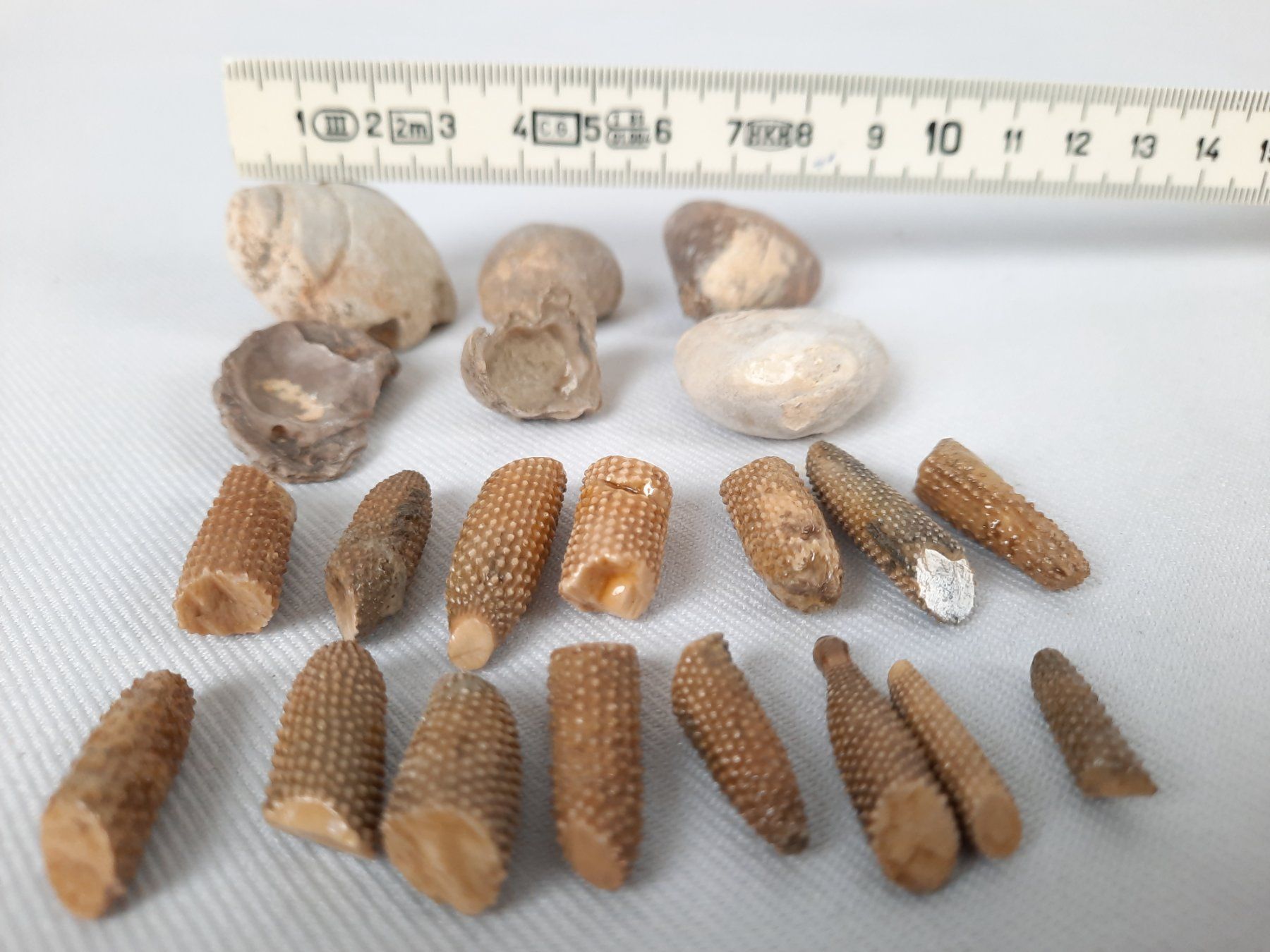 Fossilien: Fossilien – Gebraucht aus Beinwil am See von Restwert_Beinwil 4
