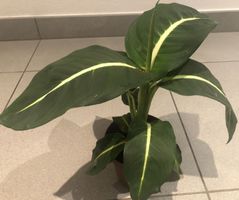 50 cm ↕️ Zimmer Pflanze  “Dieffenbachia“