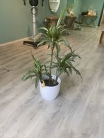 Plante d'intérieur tropicale Dracaena en pot blanc, parfait