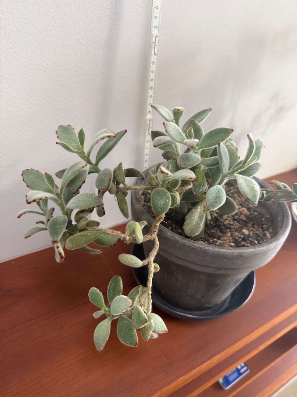 Piante & sementi: Kalanchoe Tomentosa -  Succulent im Topf – Usato da Weggis venduto da agabara77 3