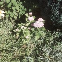 Hortensie blühend im Garten klein zum selber ausgraben