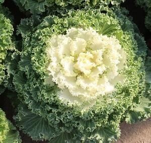 Pflanzen & Samen: 15 Samen Ornamentalkohl White Kamome – Neu (gemäss Beschreibung) aus Ehrendingen von VerveinaSamen 1
