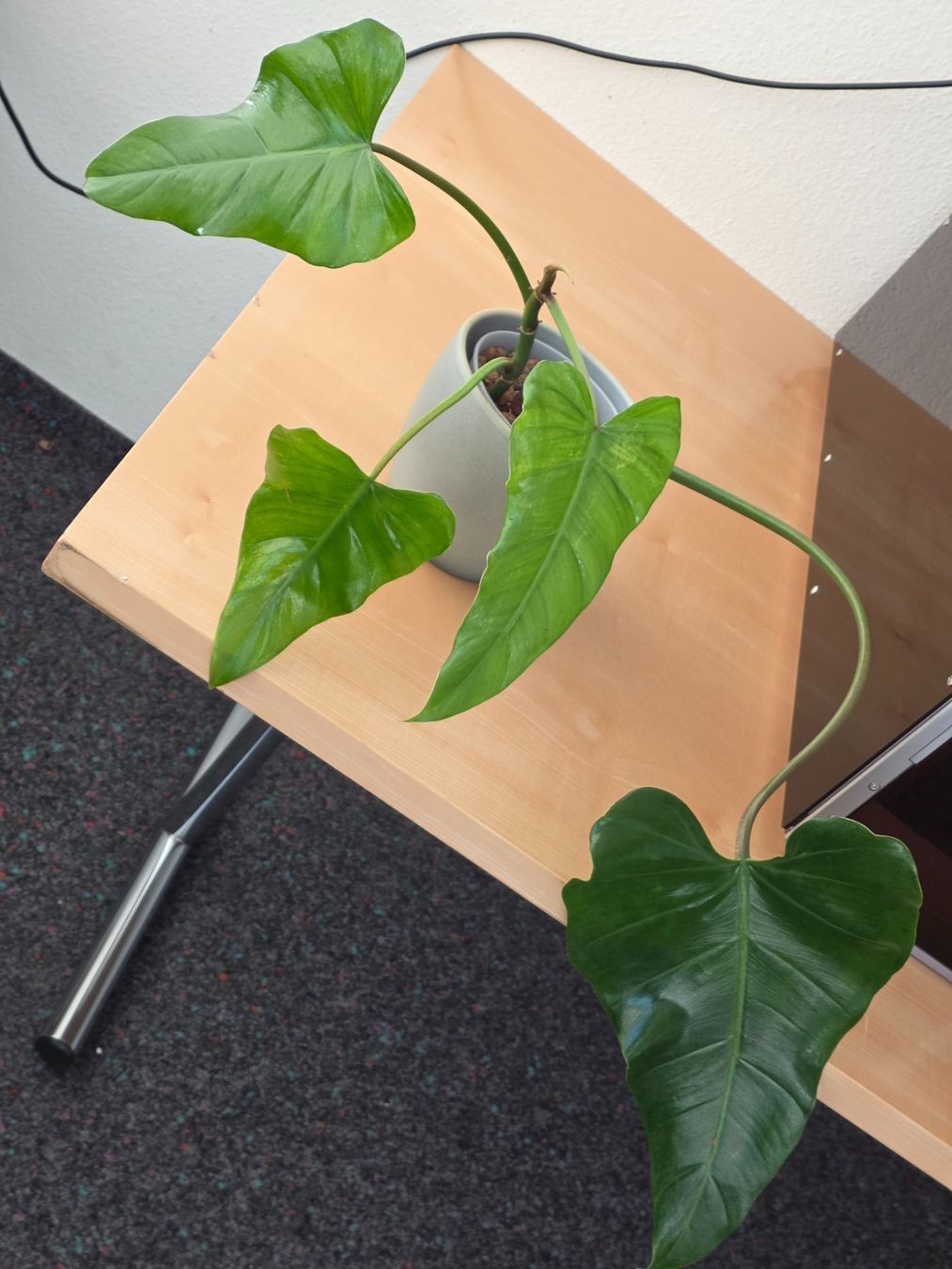 Piante & sementi: 🌿 Philodendron Domesticum – Usato da BERN venduto da kre_tb2n 1