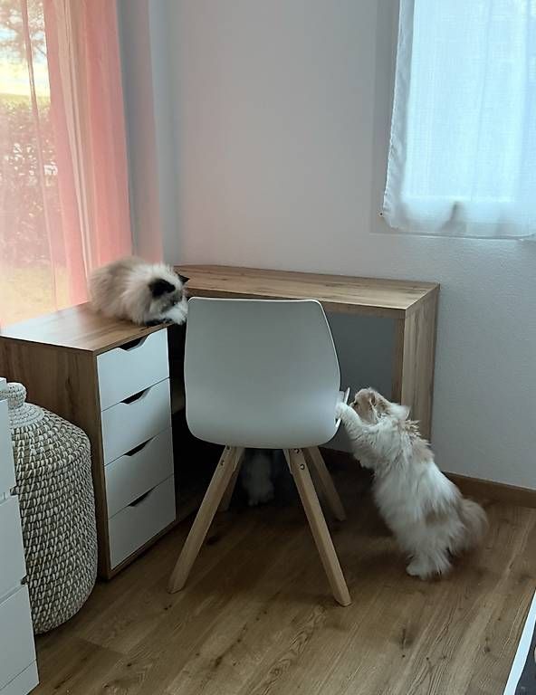 Schreibtische: Bureau pivotant  – Gebraucht aus Monthey von jen_5bgh 1