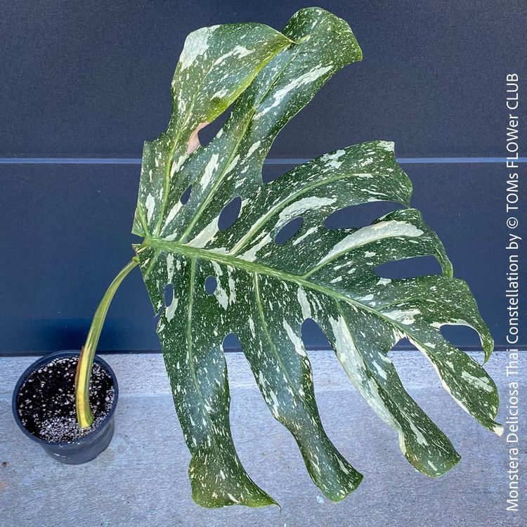 Schone Monstera Neuer Trieb Fotos