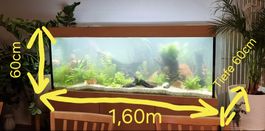 576-Liter Aquarium Komplettset - sofort betriebsbereit