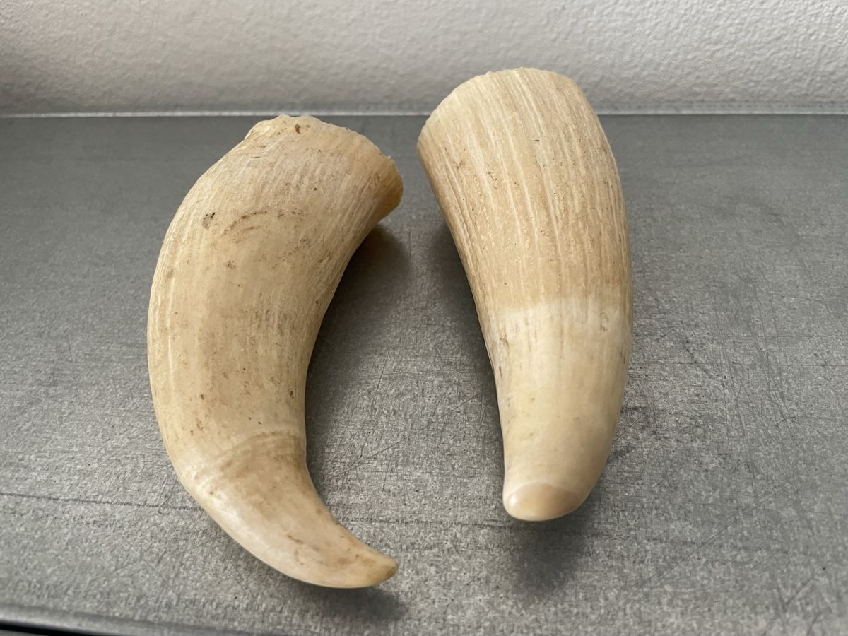 Fossili: alte Zähne vintage set – Usato da Basel venduto da Amechan. 7