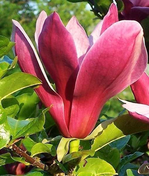 Piante & sementi: Magnolia à fleurs pourpres  20cm – Nuovo e nell'imballaggio originale da Bremblens venduto da FIBONACCI369 2