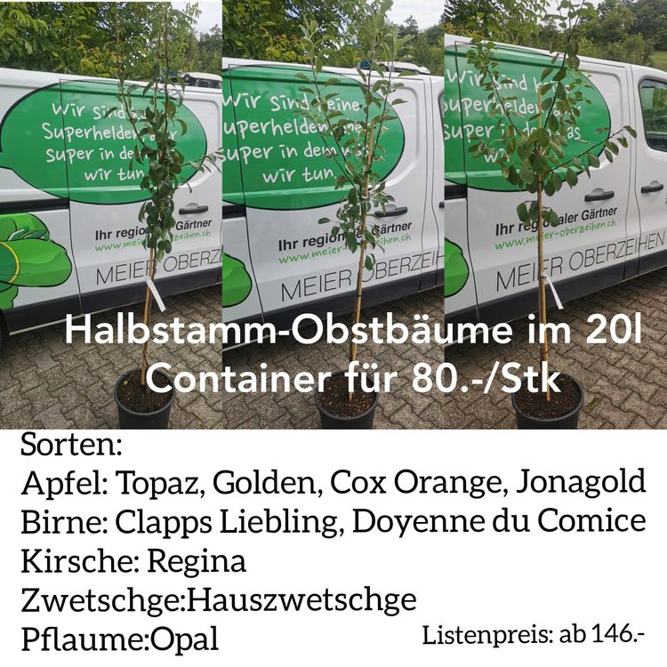 Obstbaum Halbstamm Apfel/Birne/ Zwetschge/ Pflaume/ Kirsche Kaufen