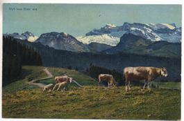 Idyll vom ETZEL aus - Kühe, Schafe