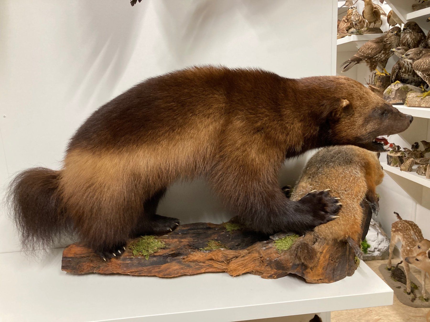 Welt der Tiere: Vielfrass – Gebraucht aus Pfaffnau von Yoka0
