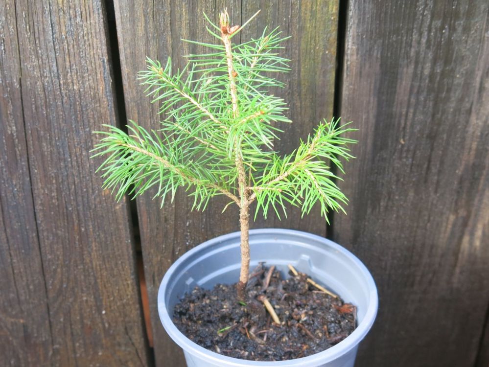 Kleine Tanne/Fichte im Topf, ca. 10 cm Kaufen auf Ricardo