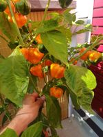 "Scotch Bonnet" Chili Nr.3 Samen