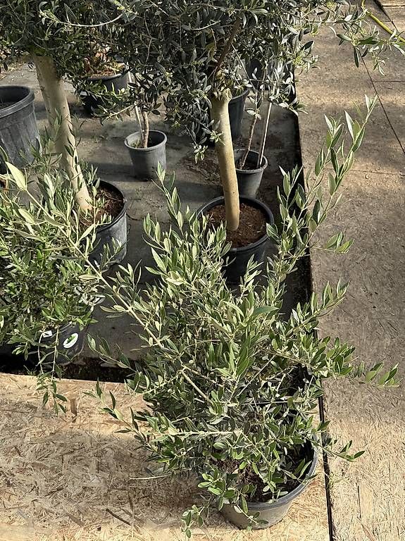 Piante & sementi: Schöner Olivenbaum im Topf – Nuovo (secondo la descrizione) da Zuckenriet venduto da Thur_Plant 3