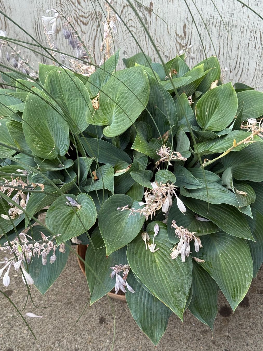 Pflanzen & Samen: Funkie Hosta – Gebraucht aus Dällikon von dahi1
