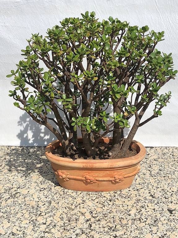 Pflanzen & Samen: Crassula Ovata gross, 27 Jahre alt – Gebraucht aus Concise von phi317 3