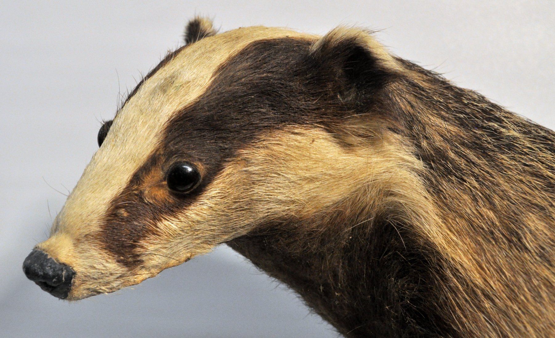 Welt der Tiere: Blaireau naturalisé – Gebraucht aus Neuchâtel von Neuchatel 5