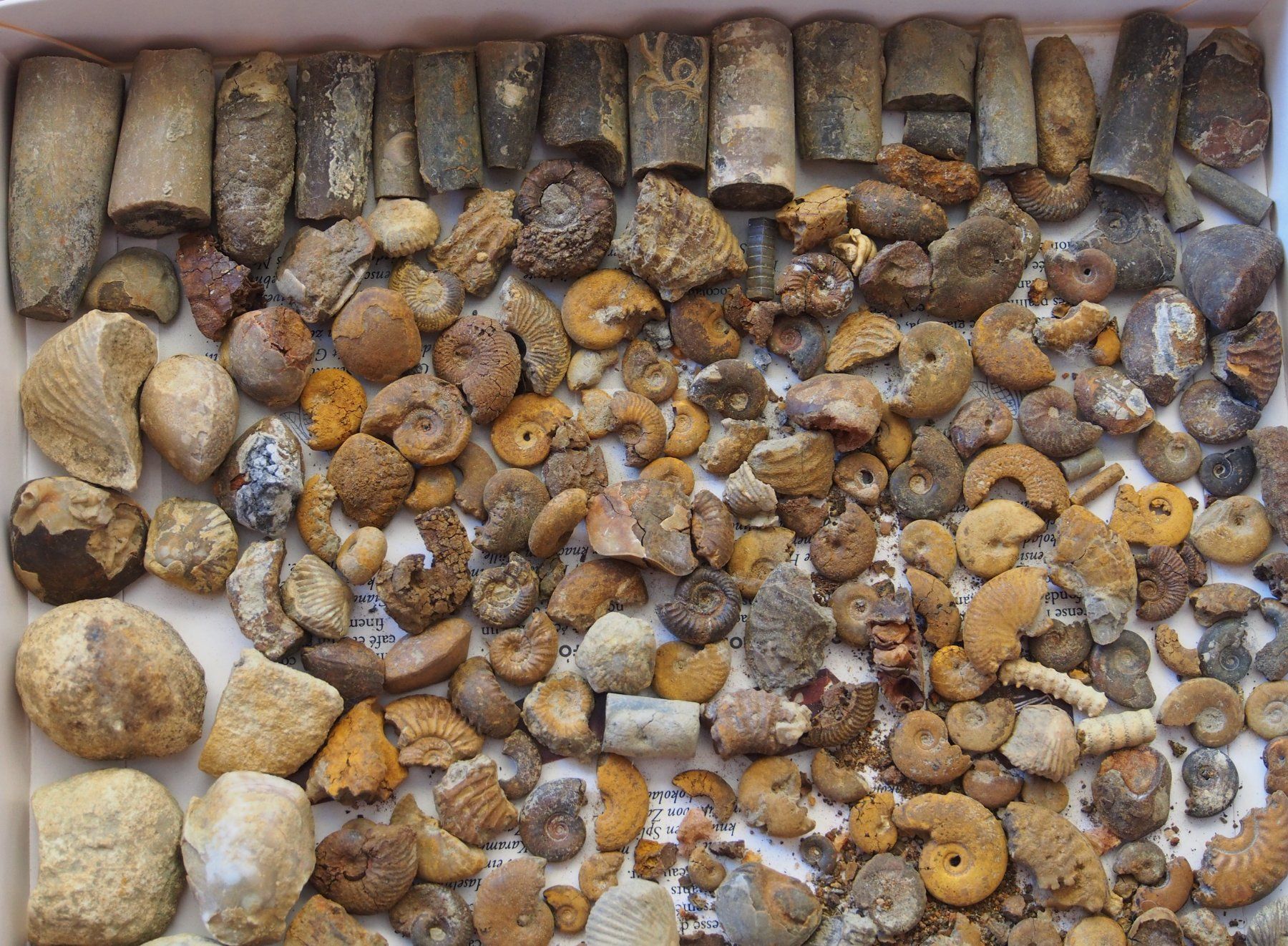 Fossili: lot de petits fossiles +de 500 g – Usato da Ovronnaz venduto da Etagne68 2