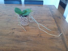 Zimmerpflanze Pflanze Orchidee ohne Topf
