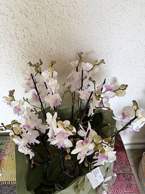 Piante & sementi: 14 Orchideen weiß, rosa/pink  – Usato da Küsnacht ZH venduto da lyd_8mmf 1