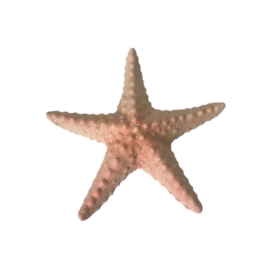 Tutte le decorazioni: Deko Seestern Keramik 23.5 cm – Nuovo e nell'imballaggio originale da Wettingen venduto da Swala