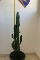 ⭕ Schöne Euphorbia Kaktee🌵 Zimmerpflanze 👍🏼 0767-742642