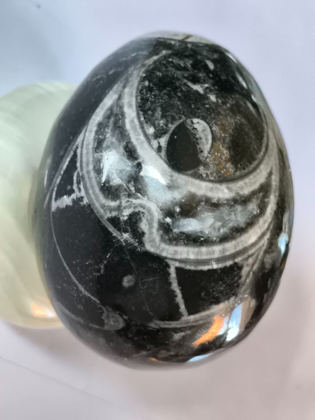 Fossili: Orthoceras Fossil Ei, Versteinert, Deko Ei wunderschön!! – Nuovo (secondo la descrizione) da Oberwil b. Zug venduto da Gto469