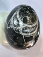 Orthoceras Fossil Ei, Versteinert, Deko Ei wunderschön!!